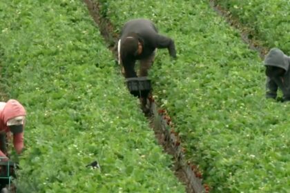 Migrant Farm Workers Voice Concerns Over ICE Raids