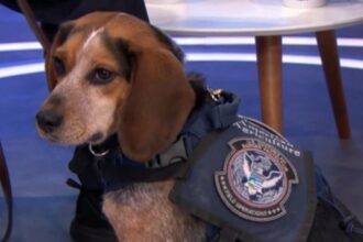 Freddie, the CBP beagle kicked at Dulles Airport, is returning to work