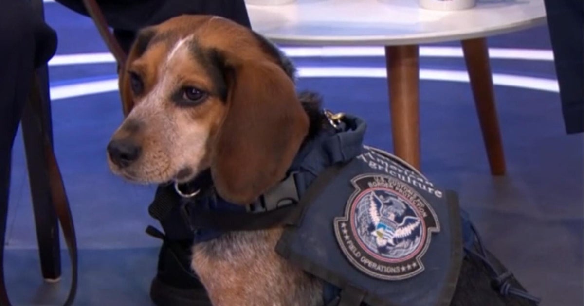 Freddie, the CBP beagle kicked at Dulles Airport, is returning to work